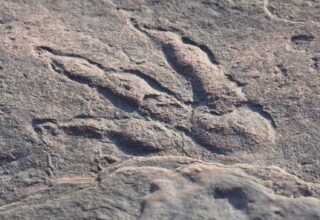 4 Yaşındaki Kız Çocuğu, İngiltere’de 220 Milyon Yıllık Dinozor Ayak İzi Buldu