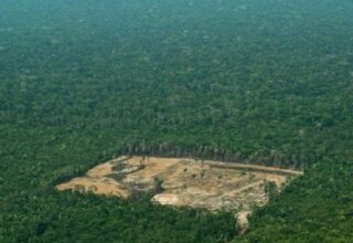 Amazon Yağmur Ormanları, Yasadışı Bir Şekilde Facebook’ta Satışa Çıkarılıyor