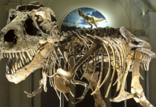 Dinozorların Neden Ya Çok Büyük ya da Çok Küçük Oldukları Keşfedildi