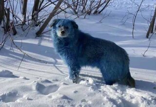 Rusya’da Tüyleri Mavi Rengine Bürünmüş Köpek Sürüsü Bulundu