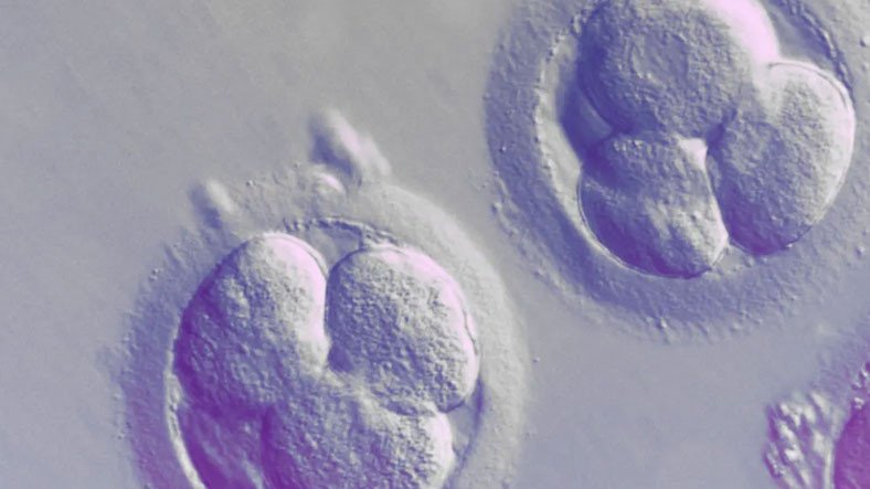 Bilim İnsanları, İnsan Embriyosundaki Araştırmalara Konulan Süre Sınırının Uzatılmasını İstiyor