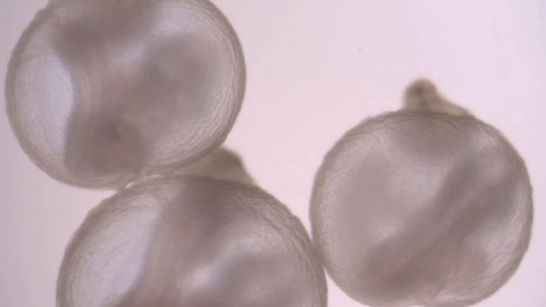Bilim İnsanları, Rahim Dışında Embriyo Büyütmek İçin Yeni Bir Yöntem Geliştirdi