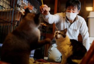 Nükleer Felaket Sonrası Kedileri Koruyan Adamla Tanışın: Sakae Kato