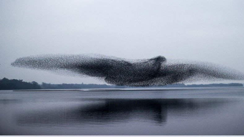 Sığırcık Sürüsünün 1 Saniyeden Daha Kısa Süreliğine Kuş Şeklini Aldığı Anlar Bir Fotoğrafçı Tarafından Yakalandı
