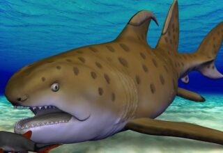 300 Milyon Yıl Önce Yaşayan Köpek Balığı Godzilla Shark, Yeni Bir Tür Olarak Yeniden İsimlendirildi