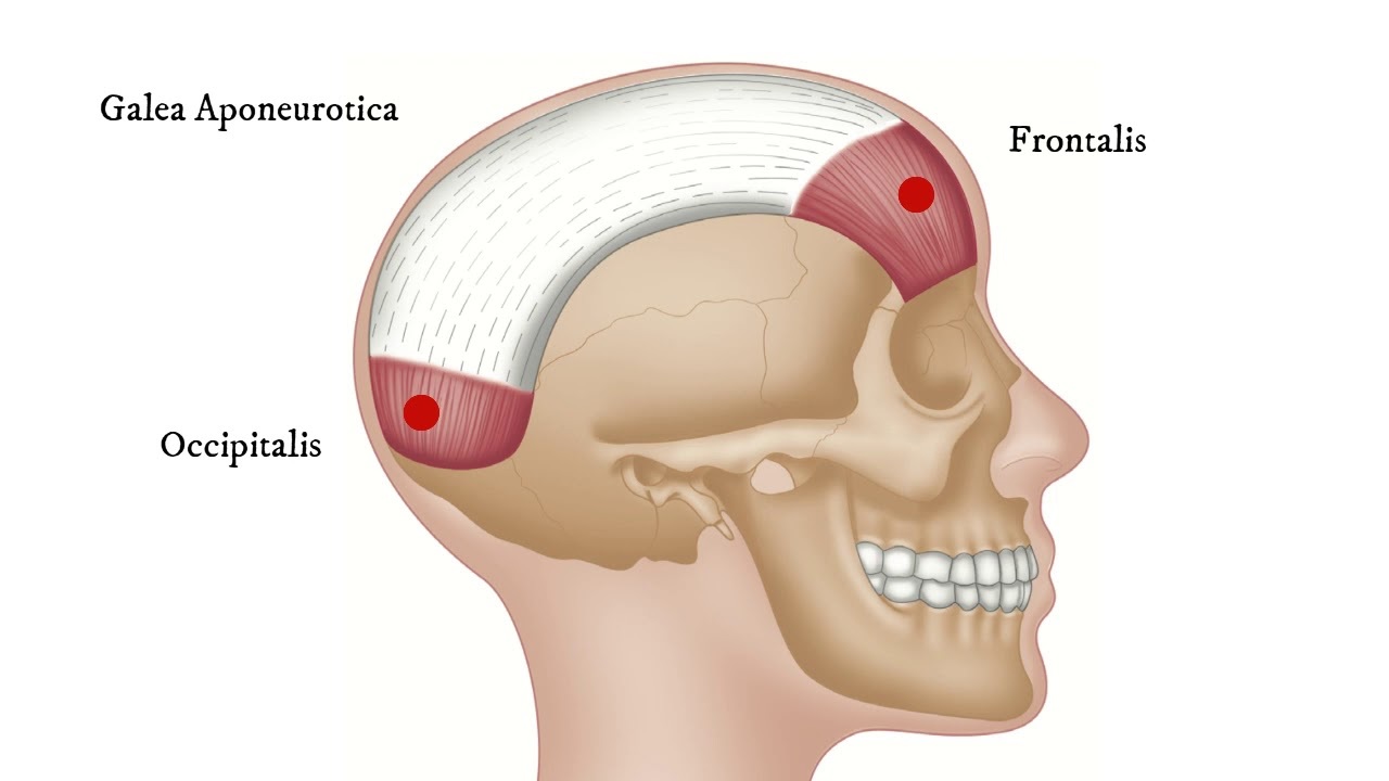 occipital torus