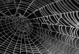 Bilim İnsanları, Örümcek Ağlarındaki Titreşimleri ‘Müziğe’ Dönüştürdü [Video]