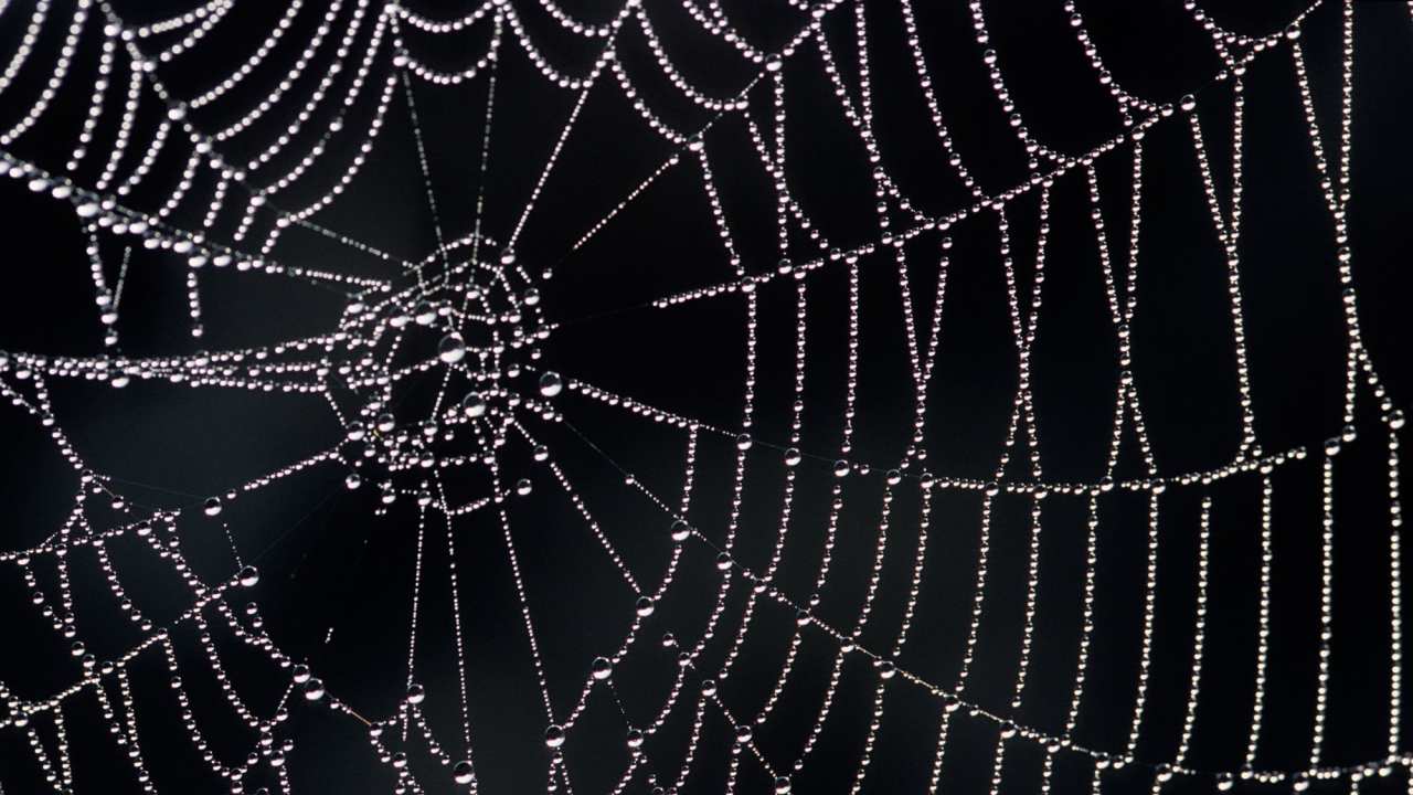 örümcek ağı