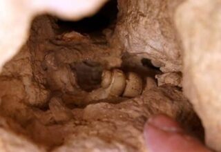 Elazığ’da Vatandaşlar, Tesadüfen Deniz Canlılarına Ait Fosiller Buldular