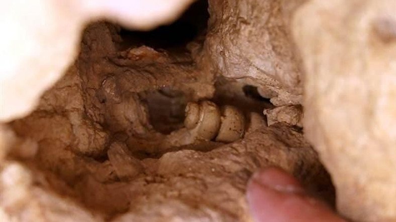 Elazığ'da Vatandaşlar, Tesadüfen Deniz Canlılarına Ait Fosiller Buldular