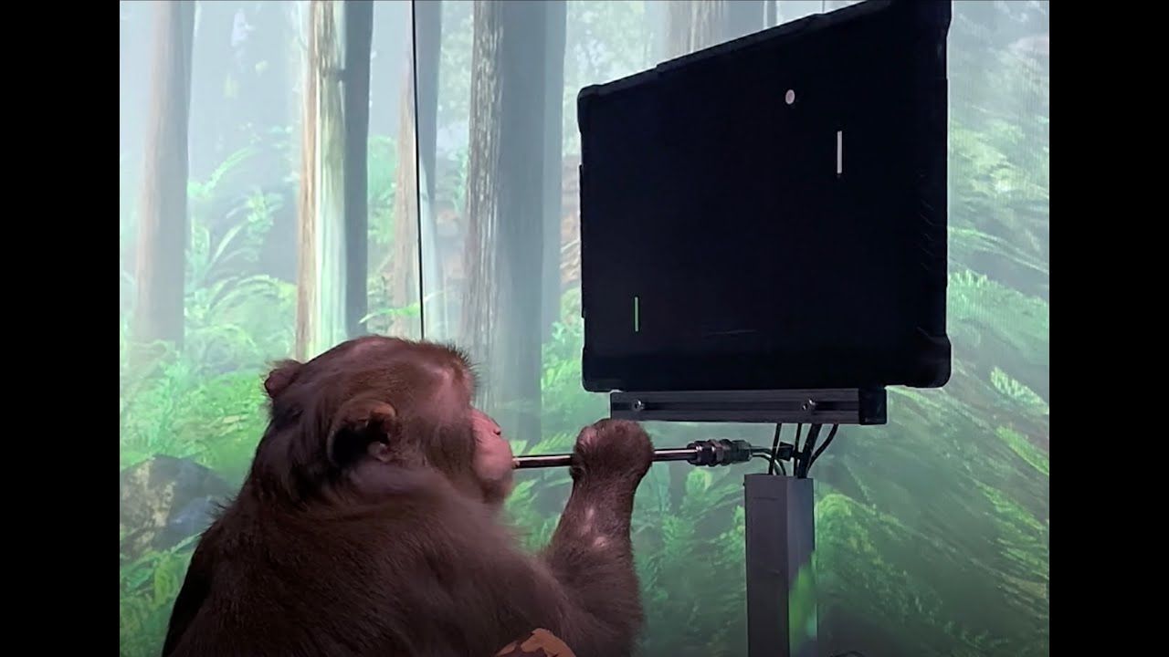 beyin sinyali ile oyun oynayan maymun