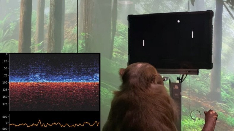 Neuralink ile Beyni Bilgisayara Bağlanan Maymun, Sadece Düşünce Gücüyle Oyun Oynadı