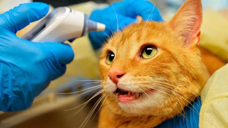 Yeni Araştırmaya Göre İnsanlardan Evcil Hayvanlara Koronavirüs Bulaşıyor Olabilir