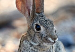 İngilizler Matematikteki ‘Üslü Sayıları’ Anlamayınca Tavşanlar Avustralya’yı Nasıl İşgal Etti?
