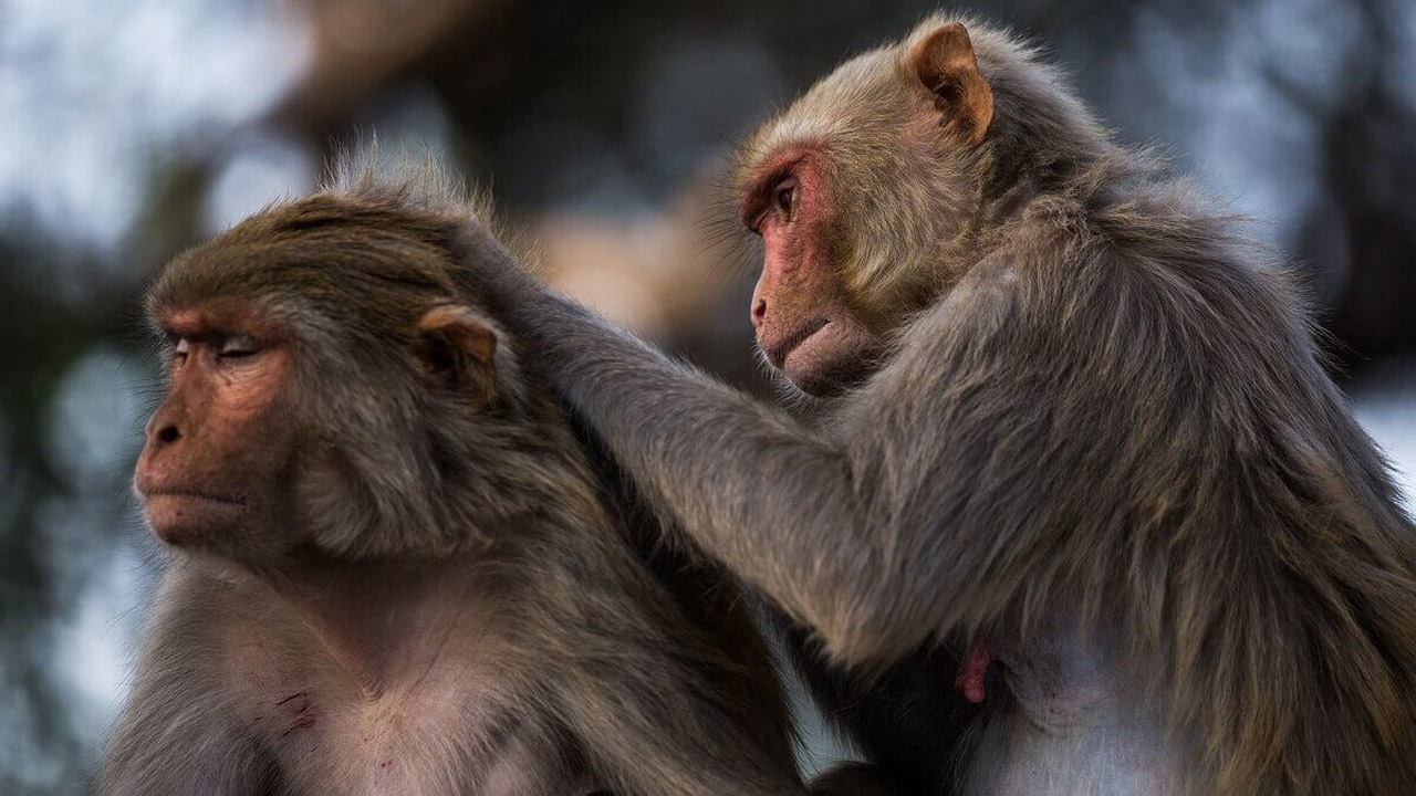 sosyal maymun
