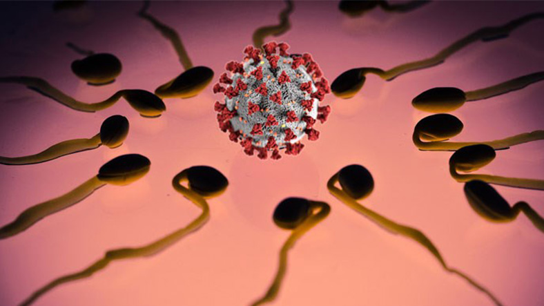 Spermler ve Covid-19 virüsü