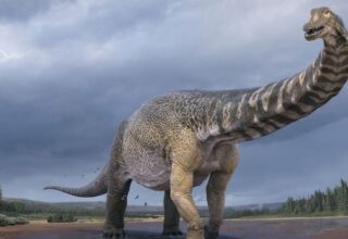 Dünya Üzerinde Yaşamış En Büyük Dinozor Türlerinden Biri Keşfedildi
