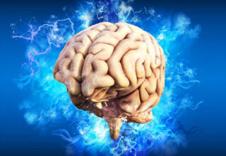 İnsan Vücudunda En Fazla Ortak Noktaya Sahip İki Organ Belirlendi: Beyin ve Testisler