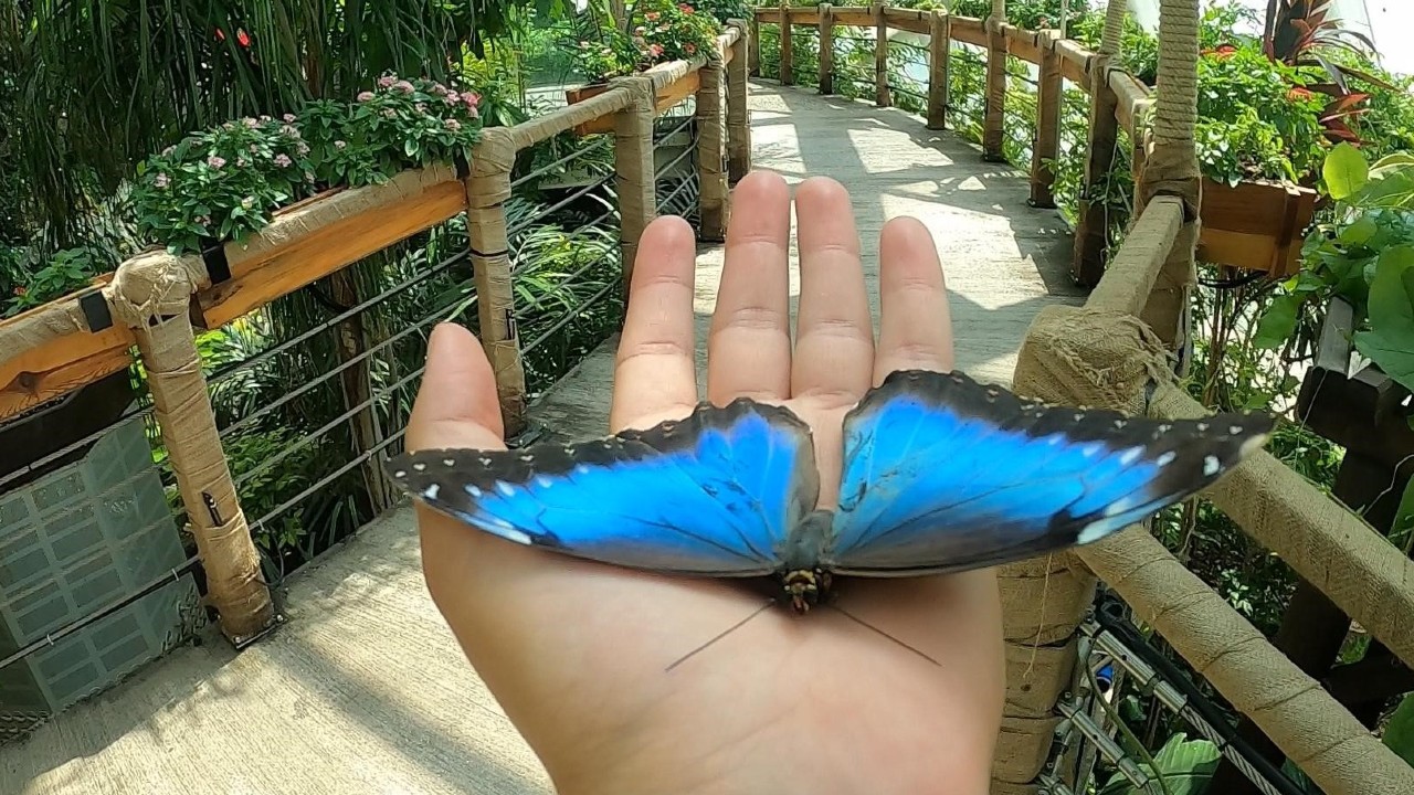 Tropikal Kelebekler Vadisi, Konya