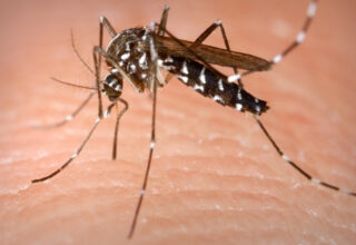 Sivrisineklerin Tamamen Yok Olması Halinde Doğada Meydana Gelebilecek Şeyler