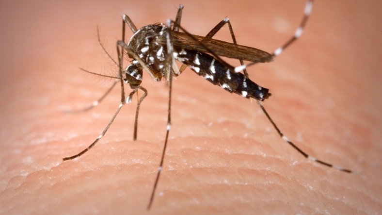 Sivrisineklerin Tamamen Yok Olması Halinde Doğada Meydana Gelebilecek Şeyler