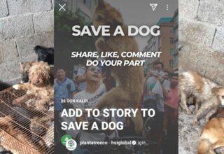 Story’leri Siliyoruz: Çin’deki Köpek Yeme Festivaline Karşı Instagram’da Başlatılan Kampanyanın Sahte Olduğu Anlaşıldı