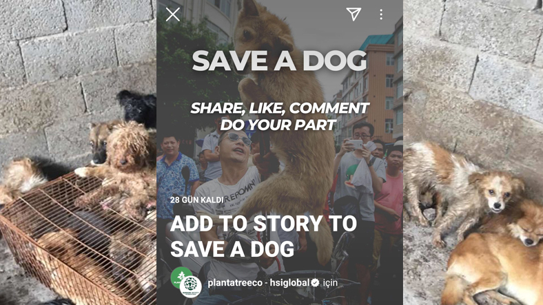 Save a Dog kampanyası instagram