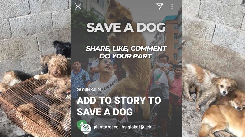 Story’leri Siliyoruz: Çin'deki Köpek Yeme Festivaline Karşı Instagram'da Başlatılan Kampanyanın Sahte Olduğu Anlaşıldı