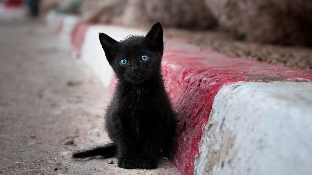 siyah kedi