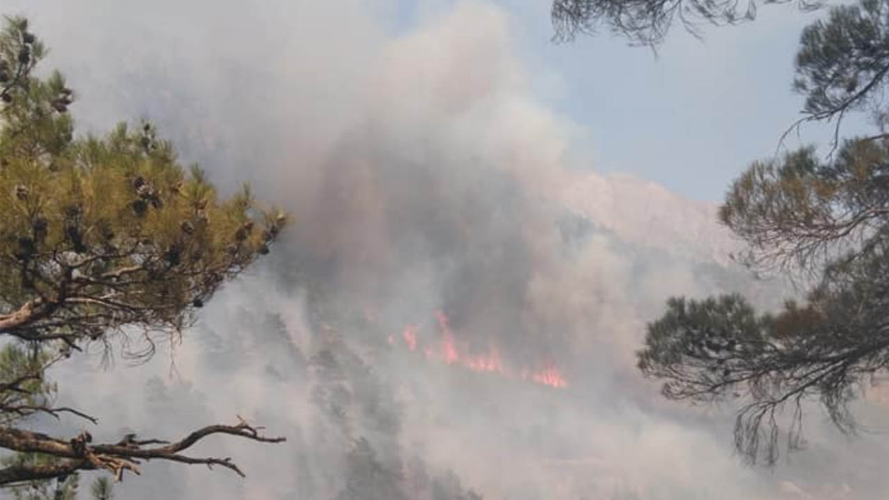 Orman Yangını Türkiye