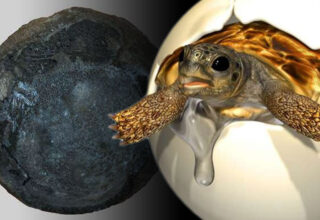 En Az 66 Milyon Yaşında Bir Kaplumbağa Yumurta Fosili Bulundu: İçinde Embriyo da Var