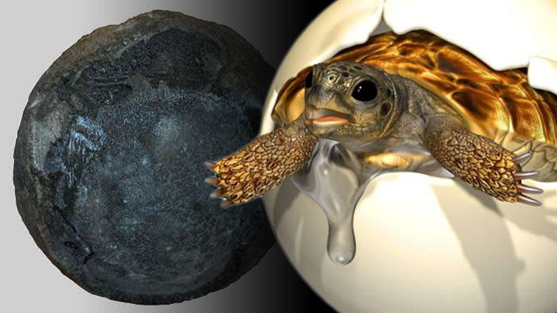 En Az 66 Milyon Yaşında Bir Kaplumbağa Yumurta Fosili Bulundu: İçinde Embriyo da Var