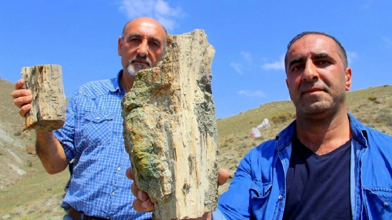Erzurum'da İlk Günkü Halini Koruyan 160 Milyon Yıllık Ağaç Fosilleri Bulundu