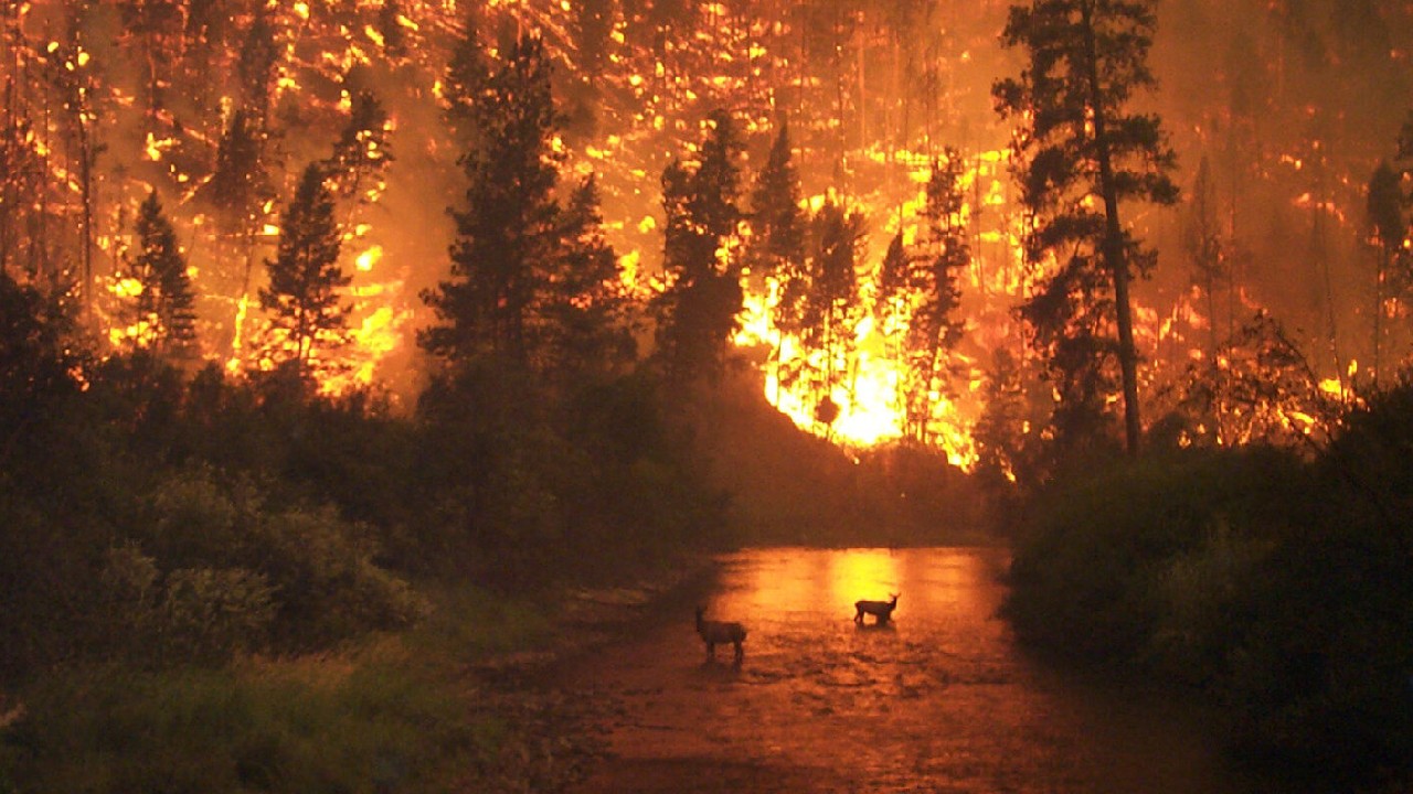 orman yangını