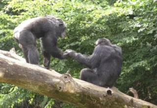 Şempanzelerin ve Bonoboların Birbirleriyle Tıpkı ‘İnsanlar Gibi Selamlaştığı’ Keşfedildi