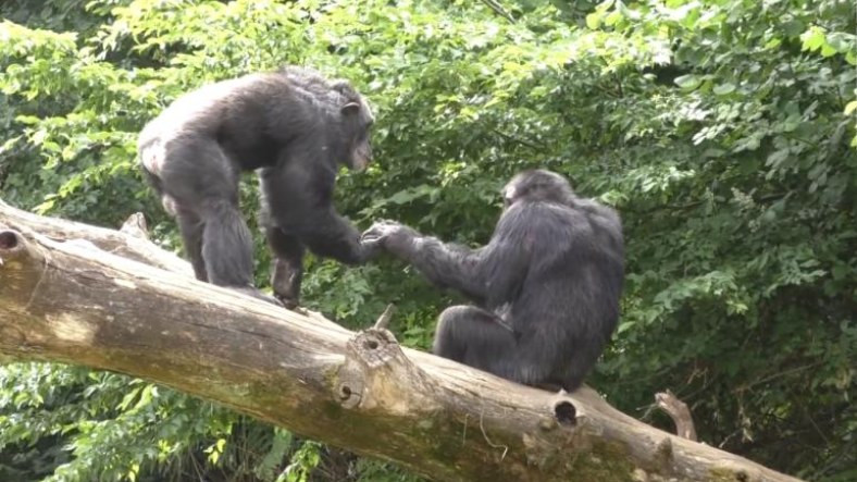 Şempanzelerin ve Bonoboların Birbirleriyle Tıpkı 'İnsanlar Gibi Selamlaştığı' Keşfedildi