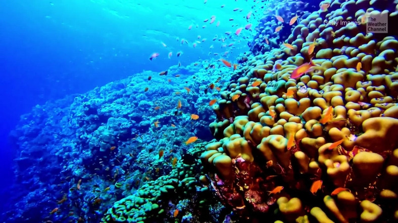 Dünyanın Detaylı Küresel Mercan Haritası İlk Defa Çıkarıldı