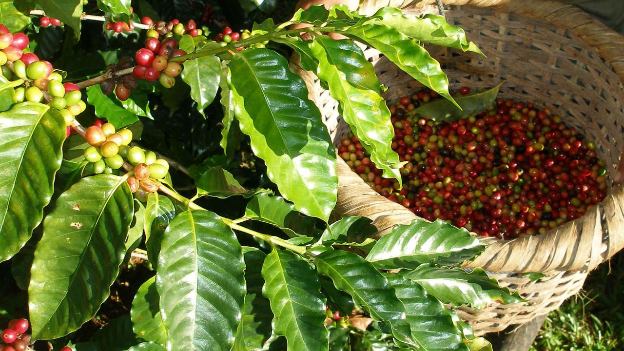 kahve ağacı