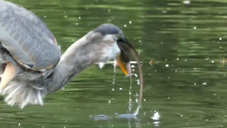 New York’ta Bir Balıkçıl Kuşunun Bir Sıçanı Bütün Halde Yuttuğu Görüntüler [Video]