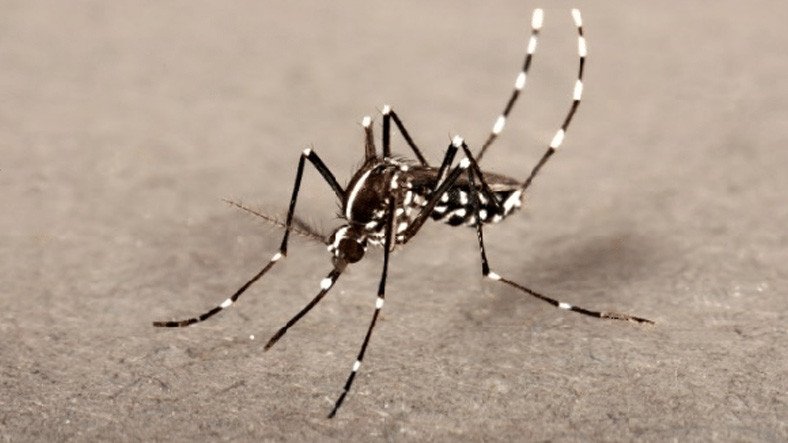Türkiye’de Sıklıkla Görülen Asya Kaplan Sivrisineğinin Isırığında 3 Ölümcül Hastalık Olduğu Açıklandı