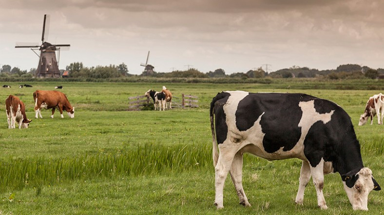 Türkiye’nin İnek Satın Aldığı Hollanda, Çiftlik Hayvanlarının Sayısını Azaltacak: İşte Sebebi
